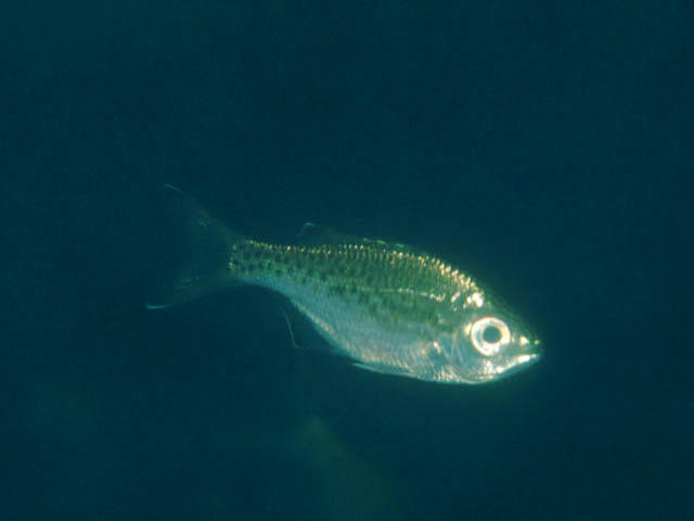 Kuhlia marginata